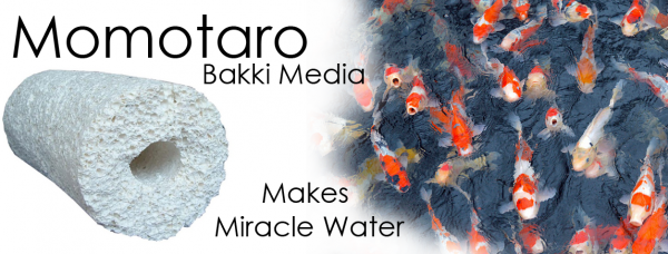 Momotaro Bakki Media - Grand Koi, LLC