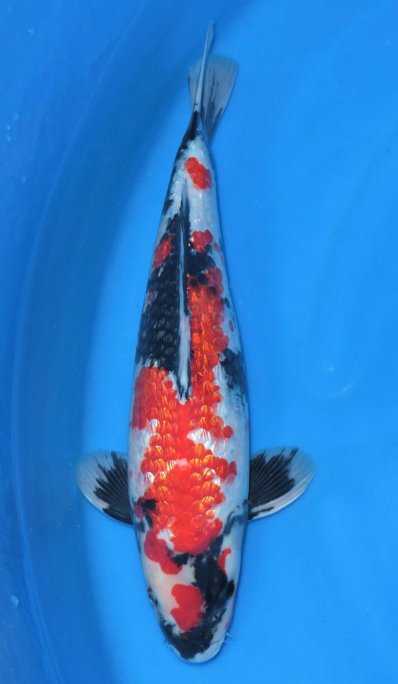 Gin Rin Showa Sold - Grand Koi, Llc