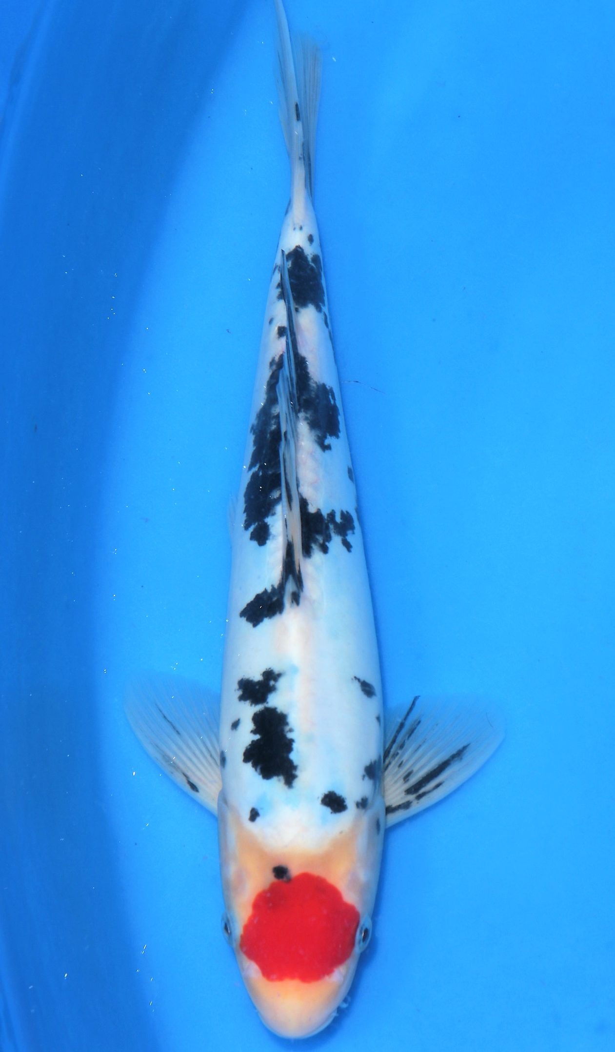 Doitsu Tancho Sanke SOLD M 349 - Grand Koi, LLC