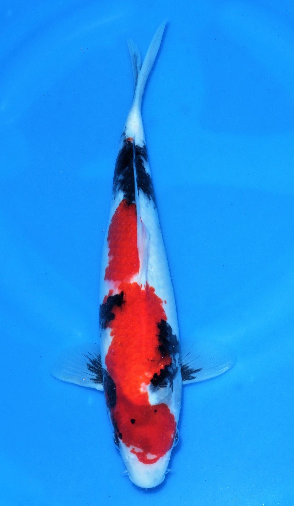 Showa - Grand Koi, LLC