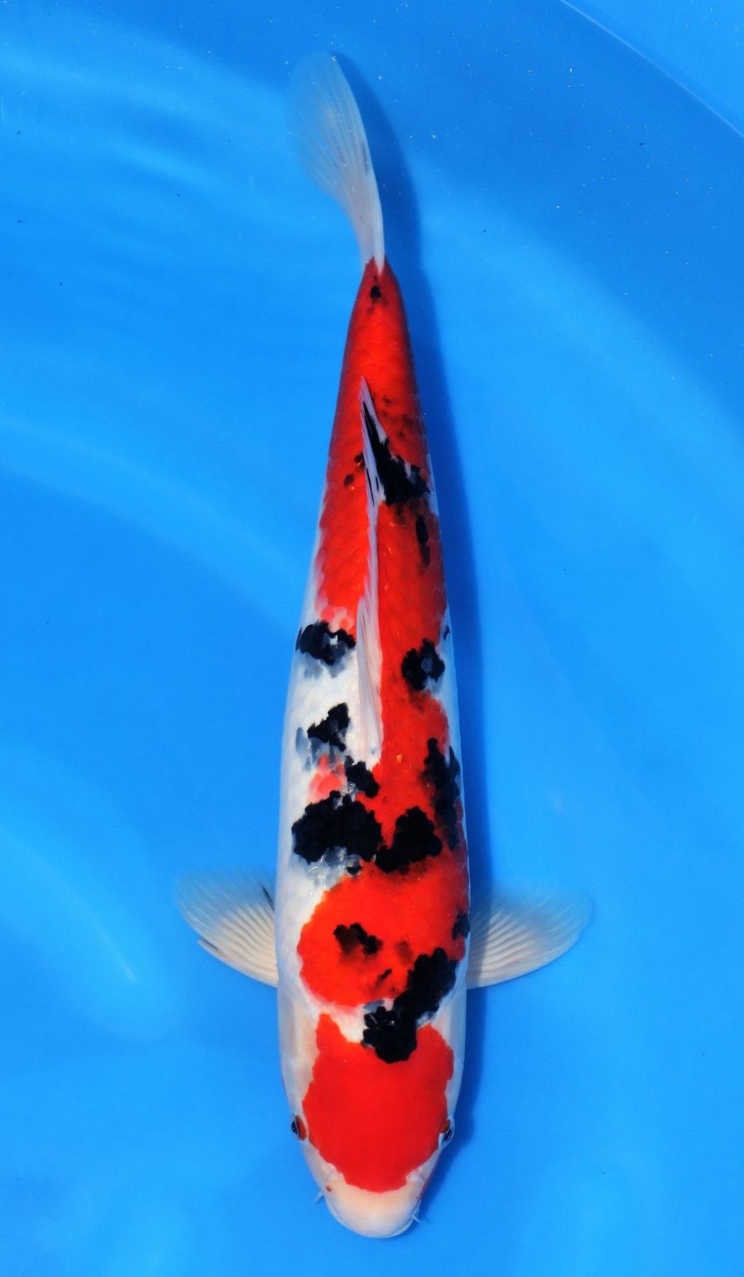 Sanke | Sanke Koi Fish for Sale