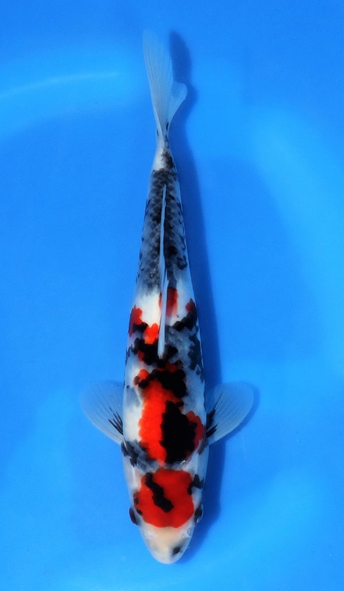 Maruten Showa SOLD - Grand Koi, LLC