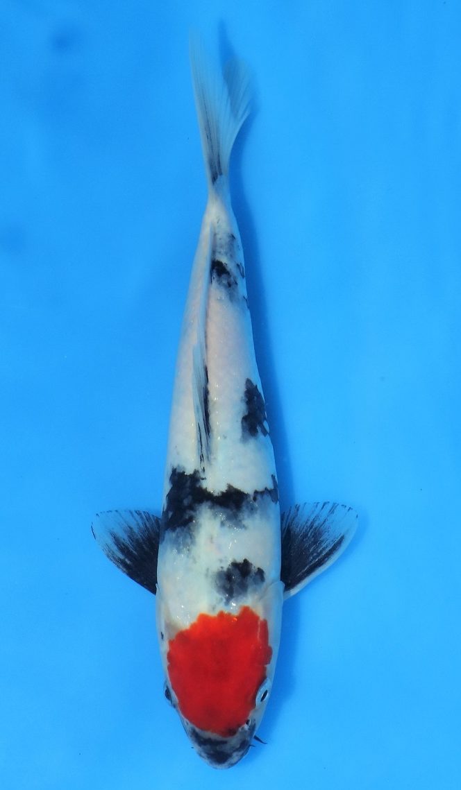 Tancho Showa SOLD - Grand Koi, LLC