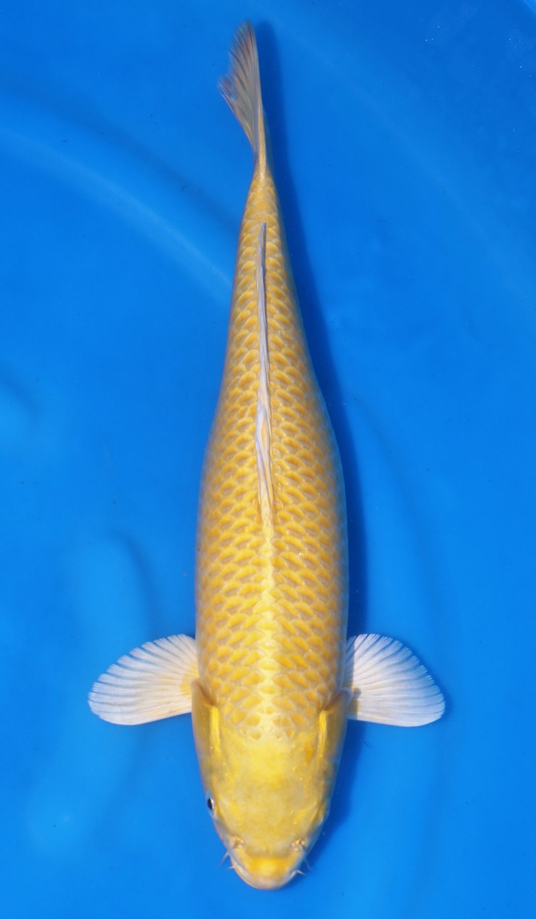 Yamabuki Ogon SOLD - Grand Koi, LLC