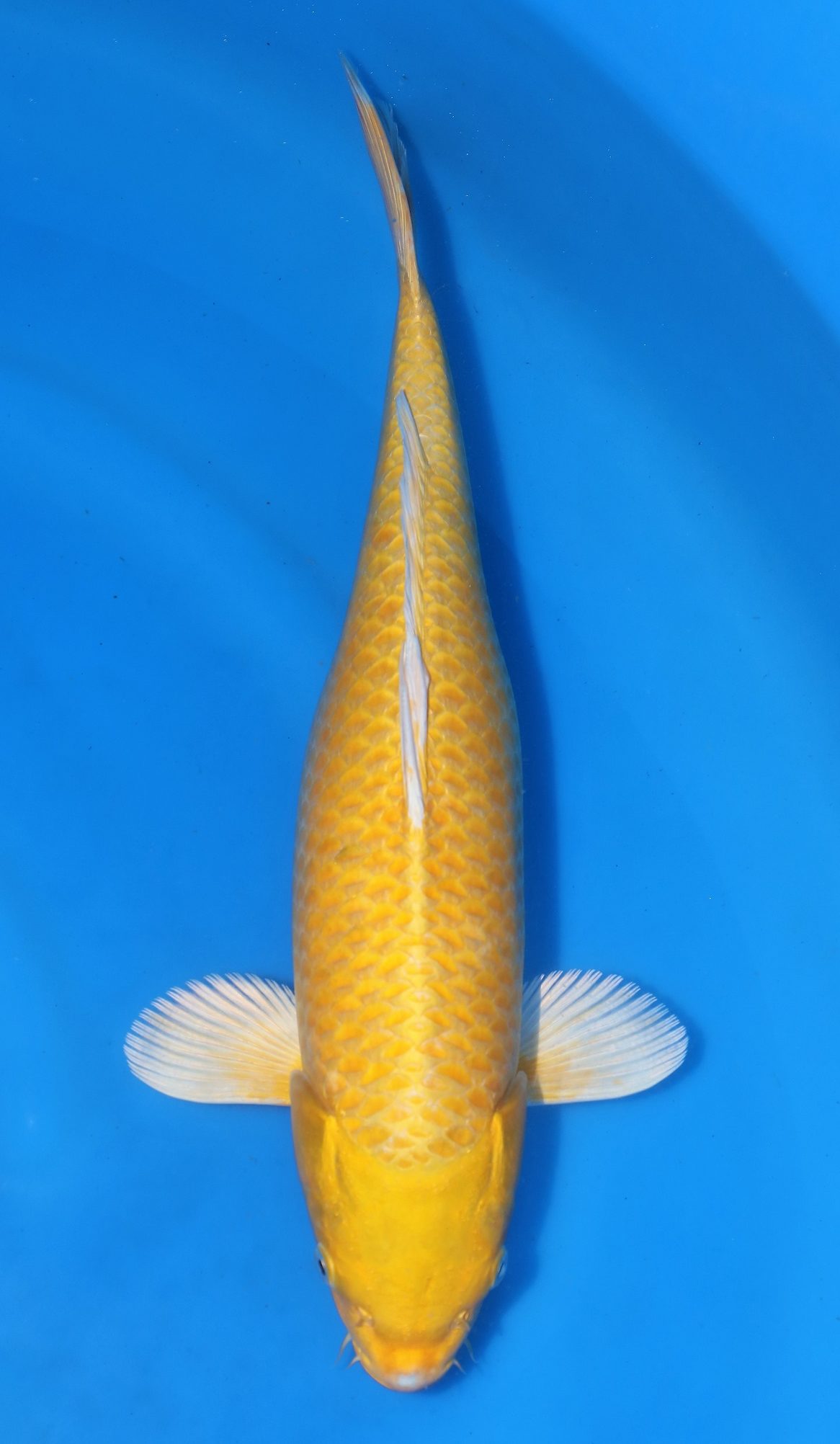 Yamabuki Ogon SOLD - Grand Koi, LLC