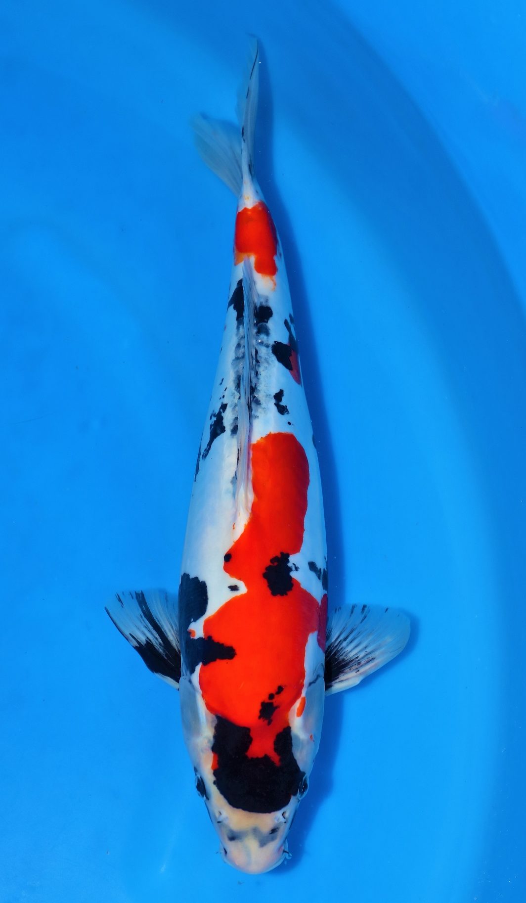 Doitsu Showa SOLD - Grand Koi, LLC