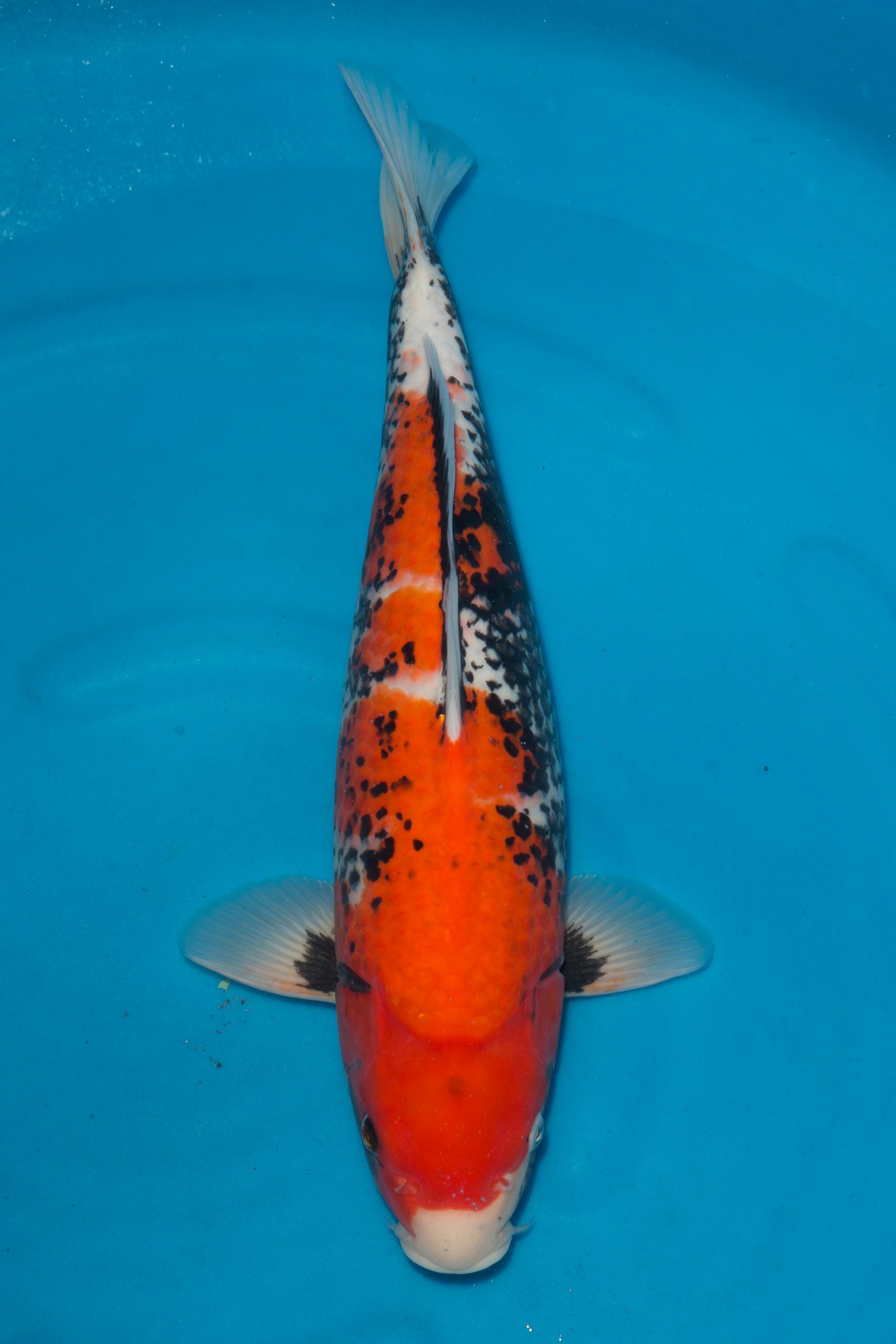 Koneko Beni Kumonryu- SOLD - Grand Koi, LLC