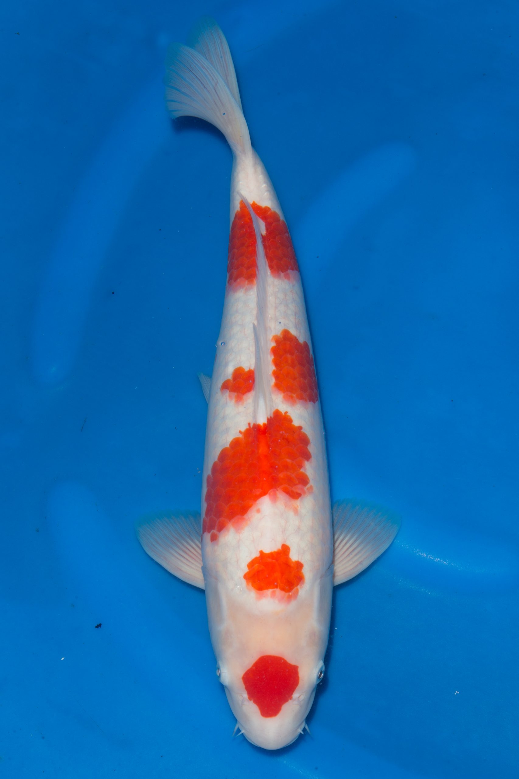 Kohaku - Grand Koi, LLC