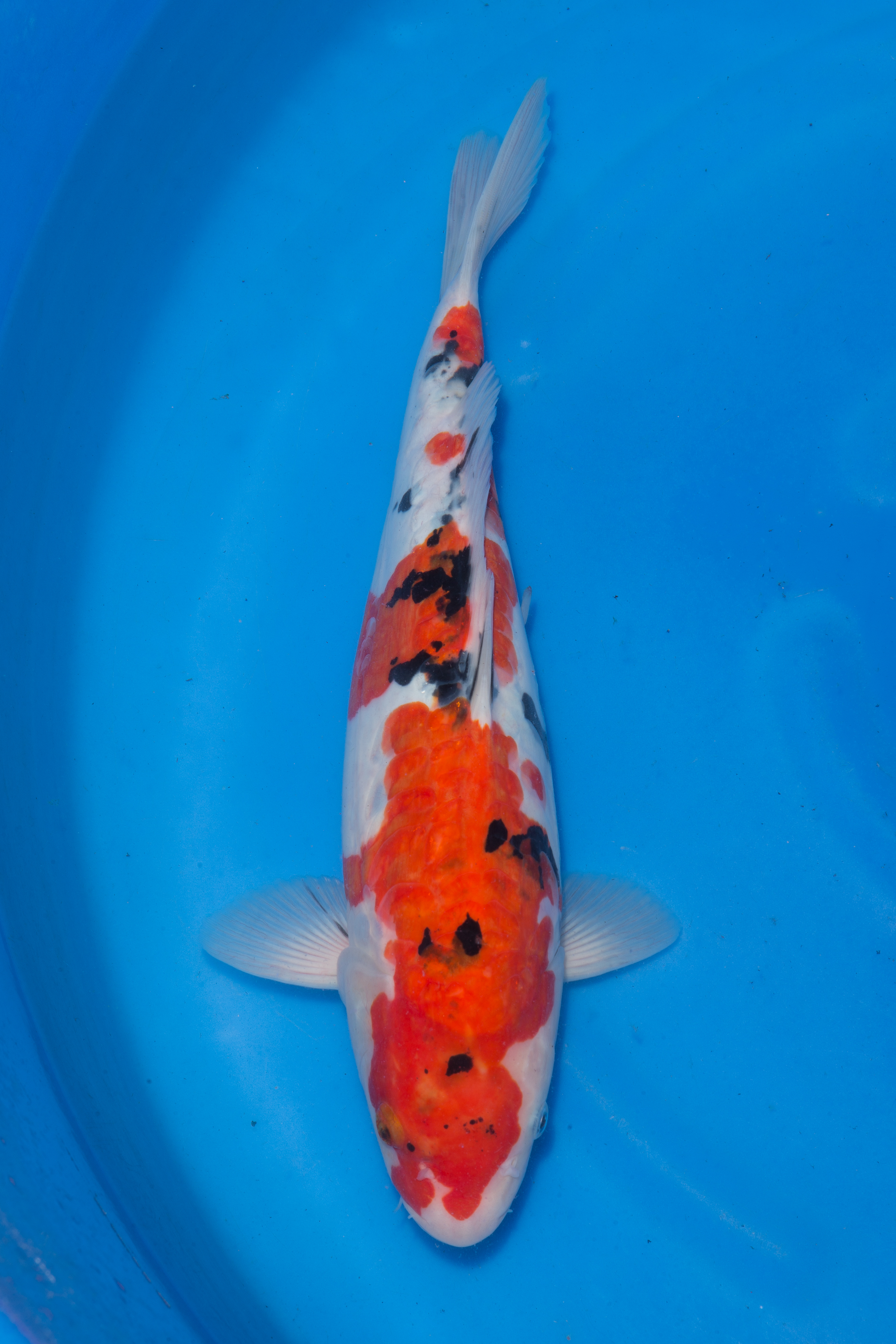 Other Koi Archives - Grand Koi, LLC