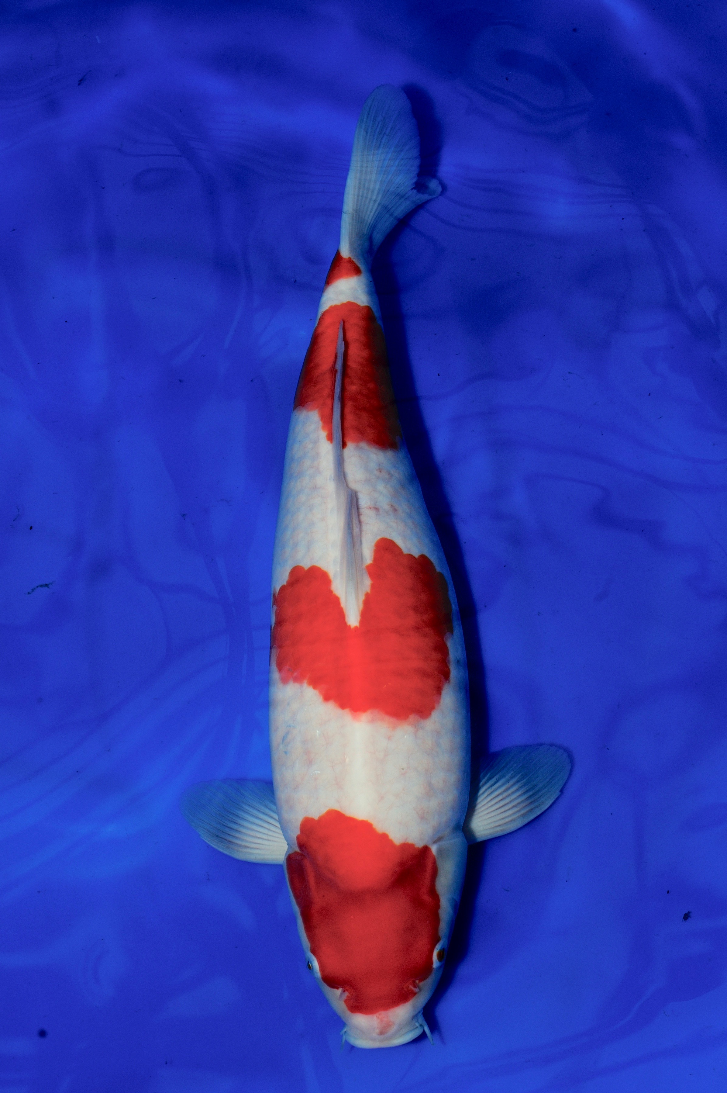 Kohaku - Grand Koi, LLC