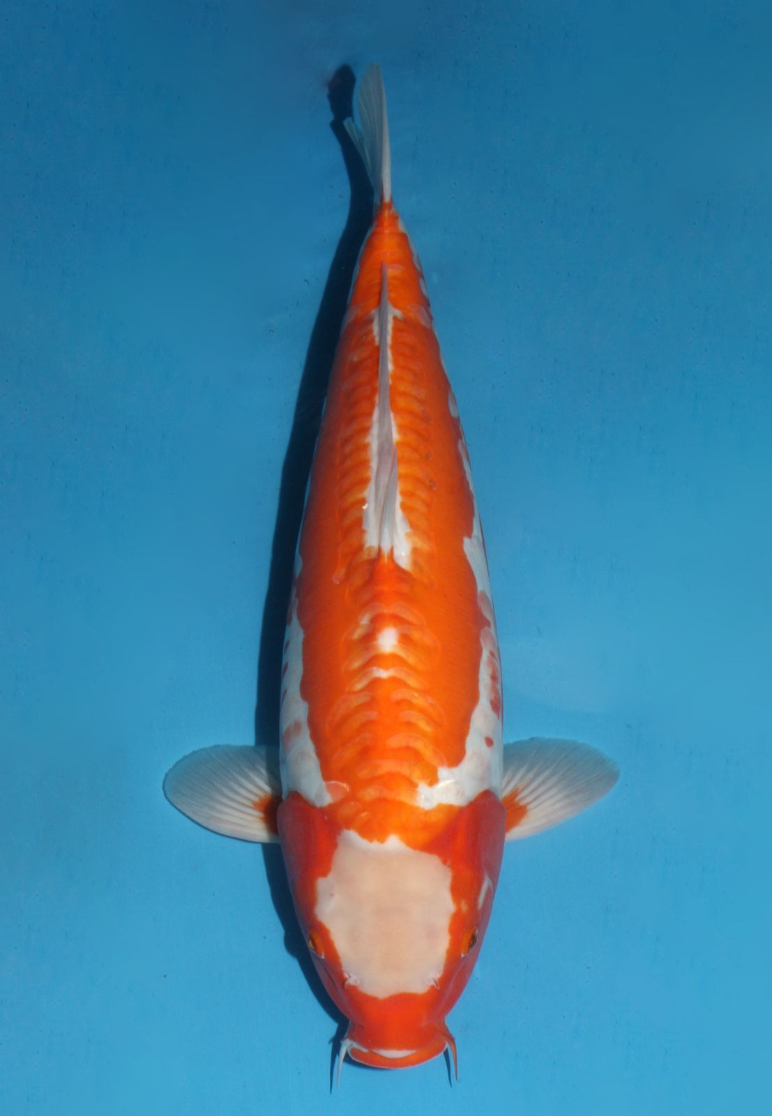 Kawarimono- SOLD - Grand Koi, LLC