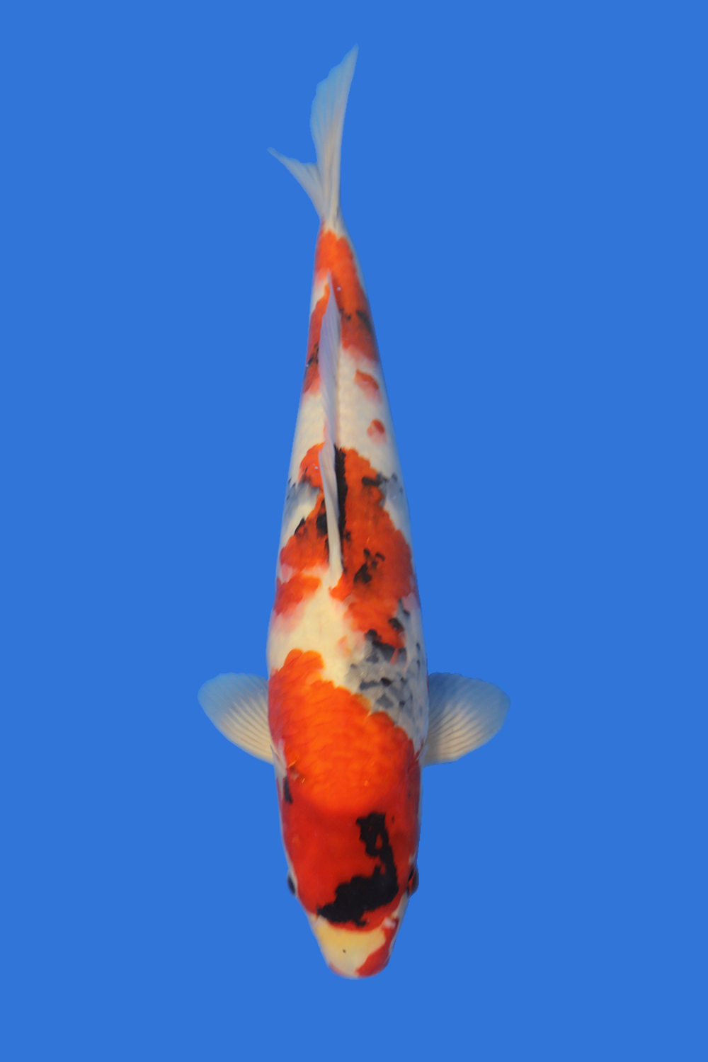 Showa Koi for Sale Top Showa Koi Fish for Sale in USA