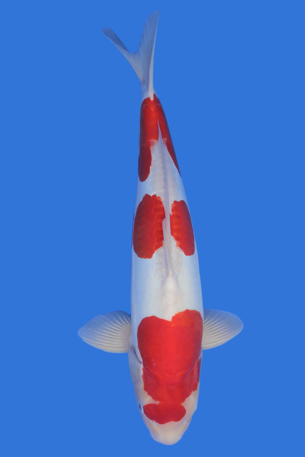 Doitsu Kohaku High Quality - Grand Koi, LLC