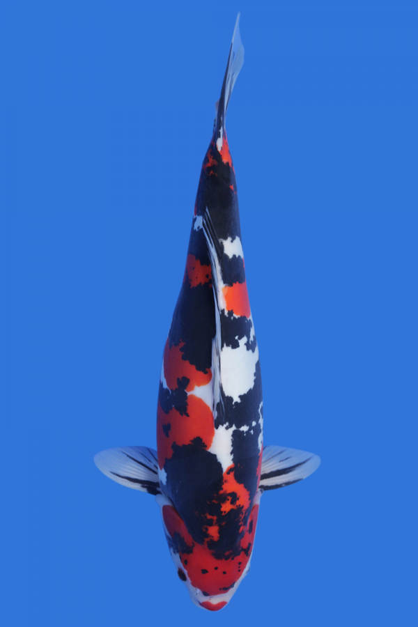 Koi Doitsu good Showa 55cm Koda