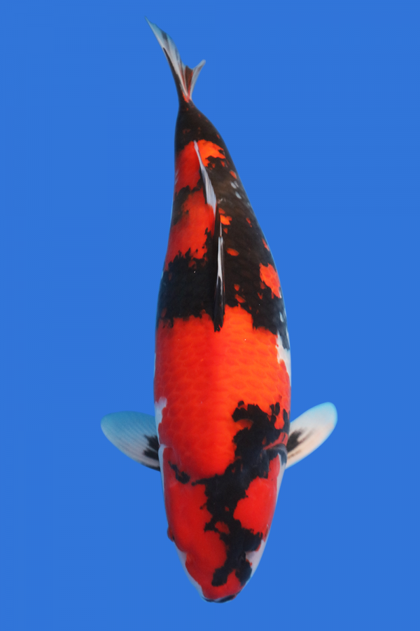 Koi Fish for Sale | Koi for sale in USA | Buy Koi Fish from Grandkoi