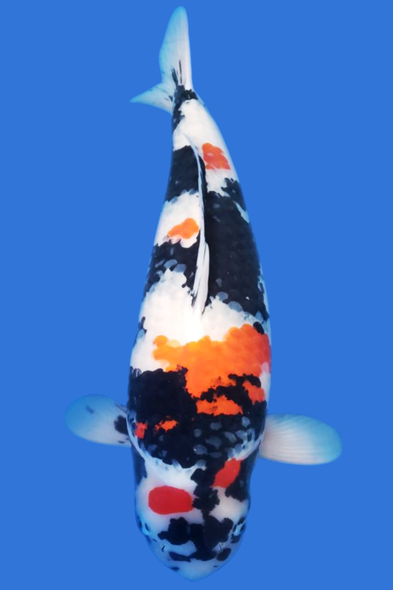 Show Quality Koi - Grand Koi, LLC