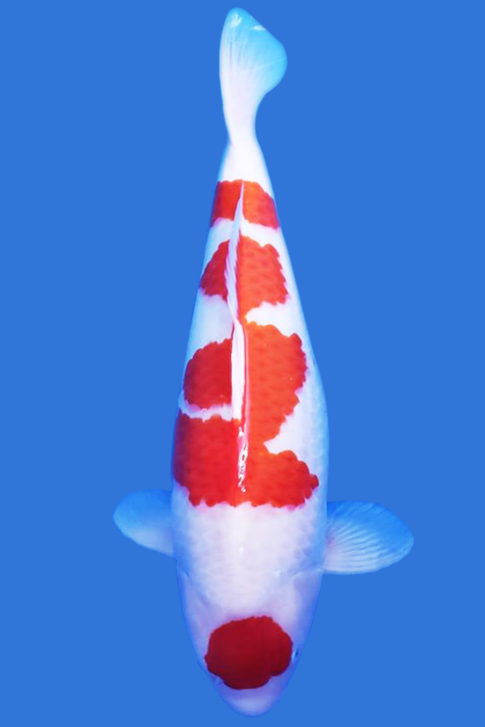 quality koi fish for sale