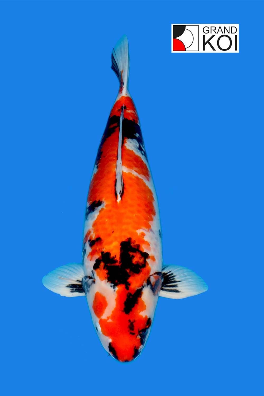 Koi Fish For Sale Koi For Sale In USA Buy Koi Fish From Grandkoi   T2 3 28 Inches. 