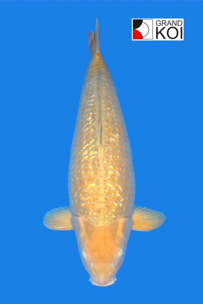 Chagoi Koi For Sale Grab TopQuality, Friendly Chagoi Koi For Your Pond